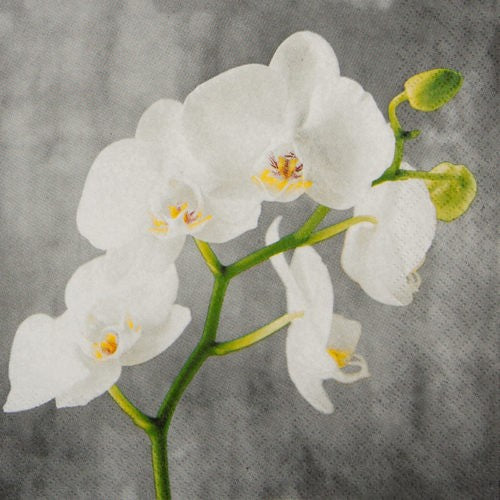 Cocktailservietten White Orchid 25x25 cm Home Fashion 3 lagig Tissue 20 Stück weiß Orchidee floral