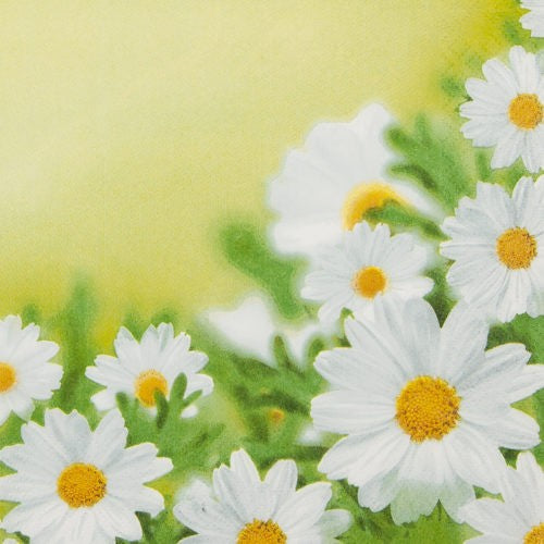 Cocktailservietten White Daisies 25x25 cm Home Fashion 3 lagig Tissue 20 Stück weiß floral