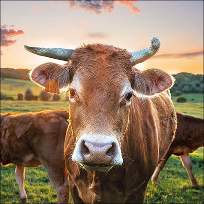 Ambiente, Cow in Sunset - Servietten 33 x 33 cm